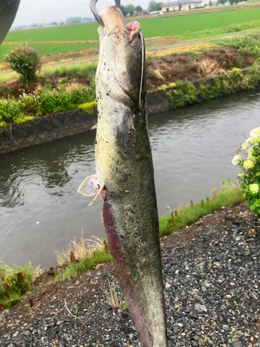 ナマズの釣果