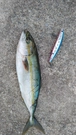 フクラギの釣果