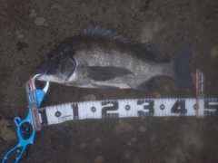 クロダイの釣果