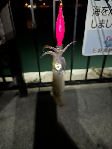 マメイカの釣果
