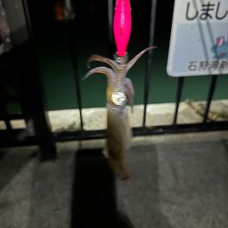 マメイカ