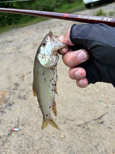 ハスの釣果