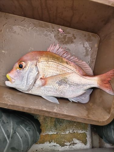 レンコダイの釣果