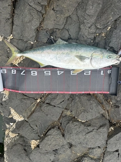 ブリの釣果