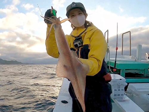 ケンサキイカの釣果