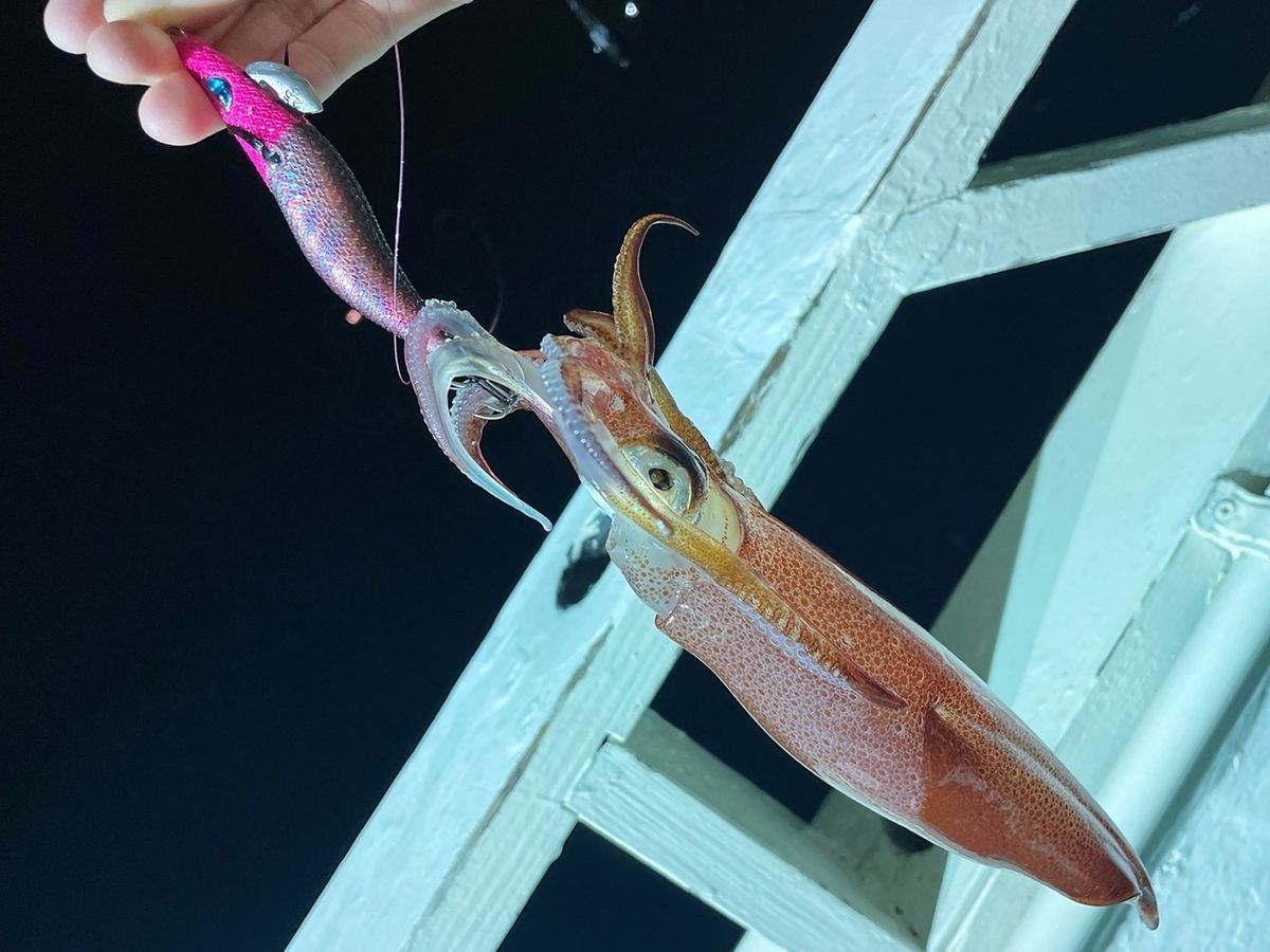 釣りガールみかんさんの釣果 2枚目の画像