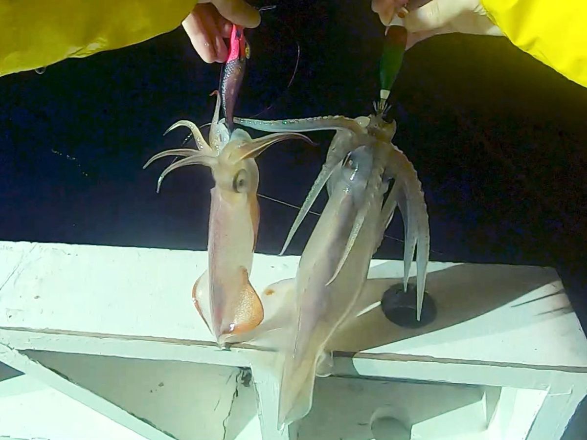 釣りガールみかんさんの釣果 3枚目の画像