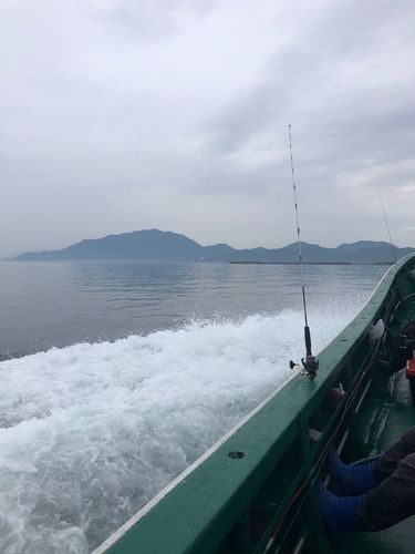 クロソイの釣果