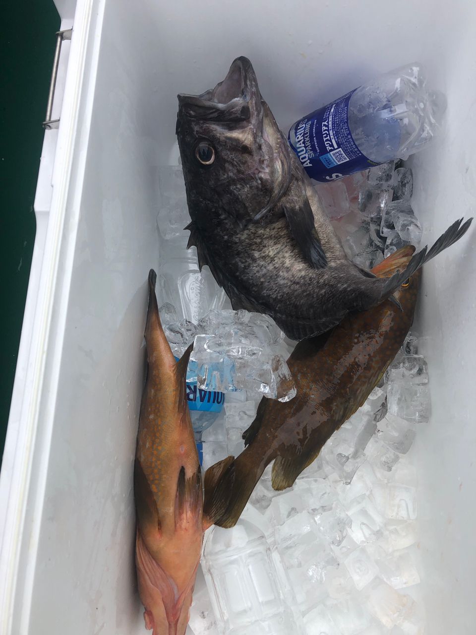 good starさんの釣果 2枚目の画像