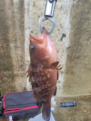 キジハタの釣果