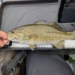 スモールマウスバス