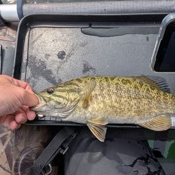 スモールマウスバス