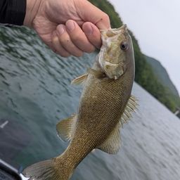 スモールマウスバス