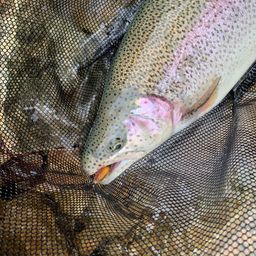 レインボートラウト