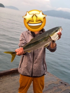 ハマチの釣果