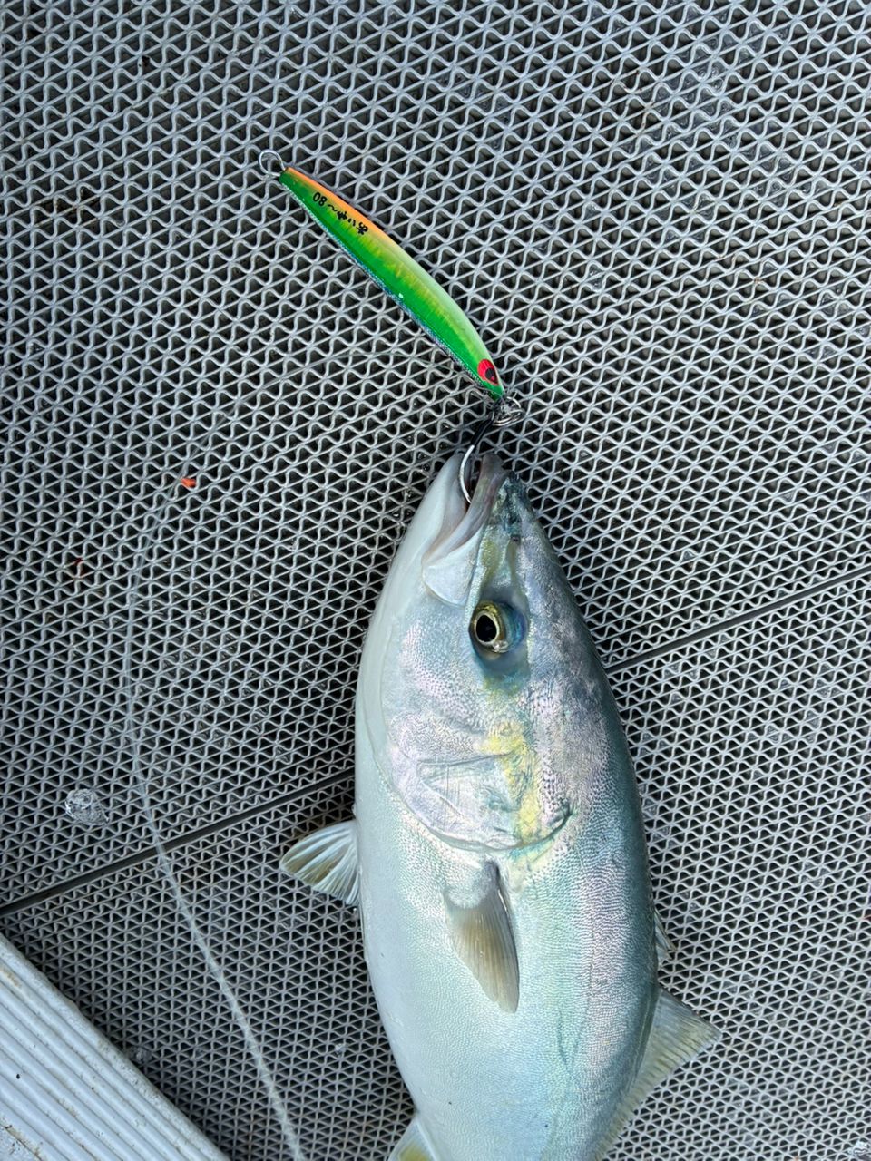 やす淡路島アングラーさんの釣果 2枚目の画像