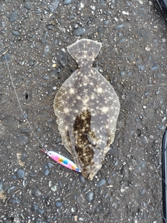 ソゲの釣果