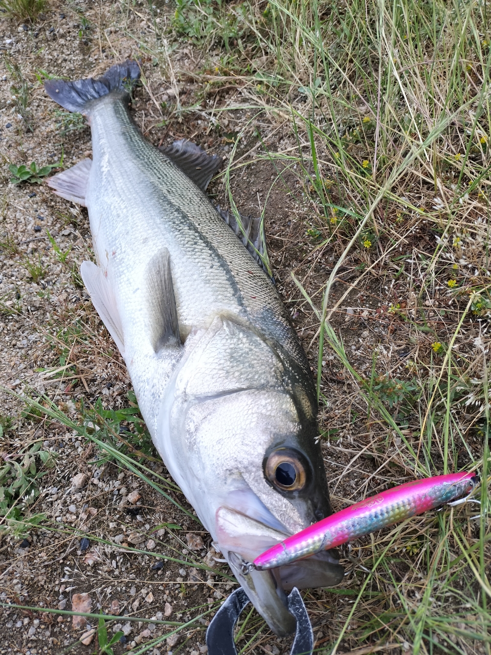 SHIMANO 20ルナミス S90MLの最安値・インプレ・釣果 | 本音の