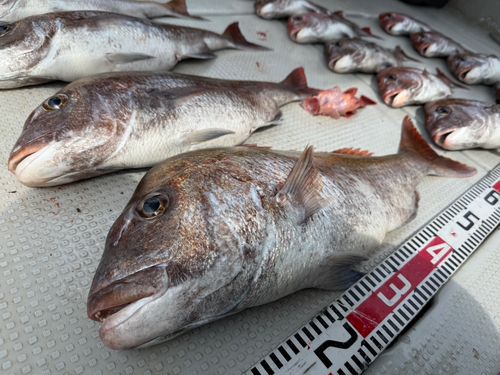 マダイの釣果