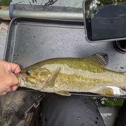 スモールマウスバス