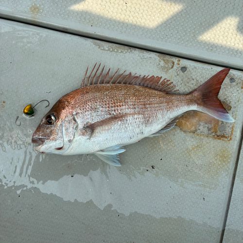 アコウの釣果