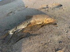 ニゴイの釣果