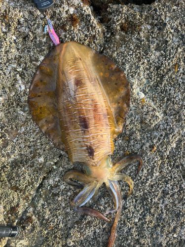 アオリイカの釣果