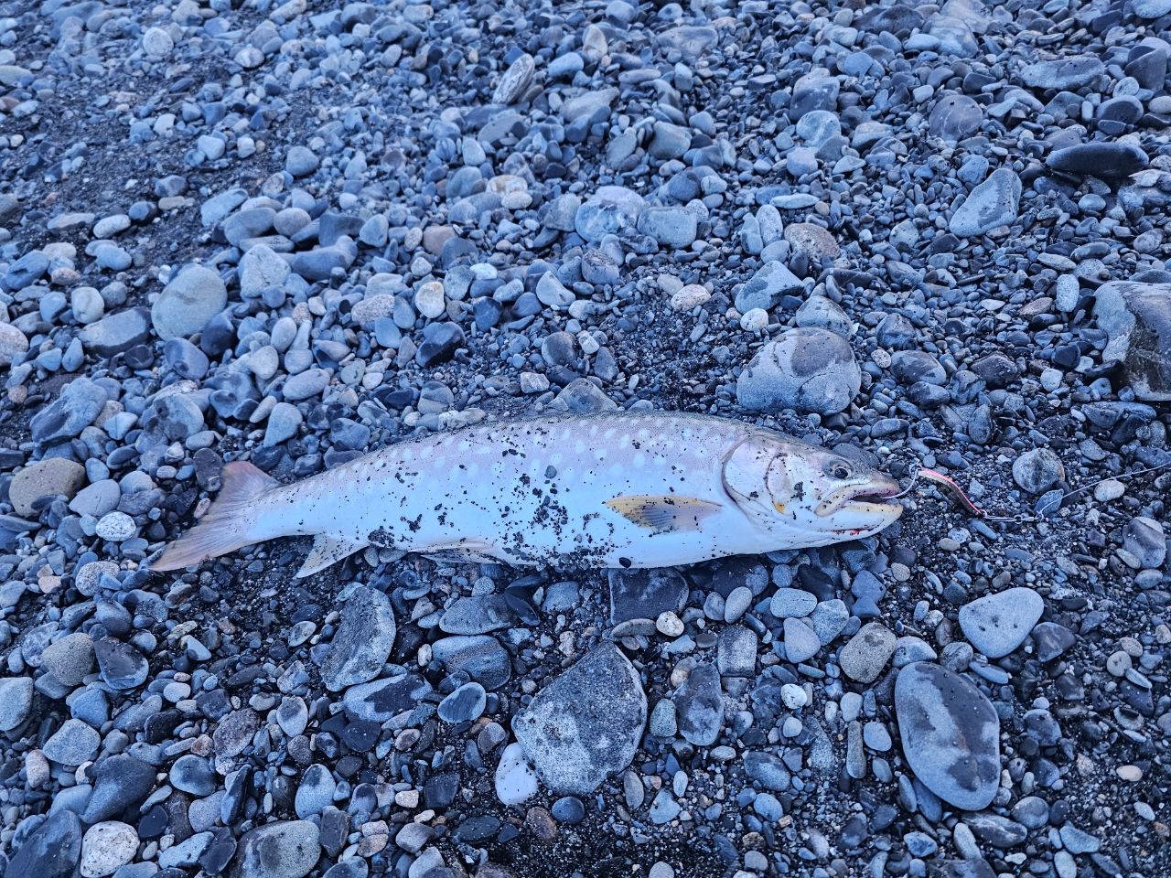 アメマス