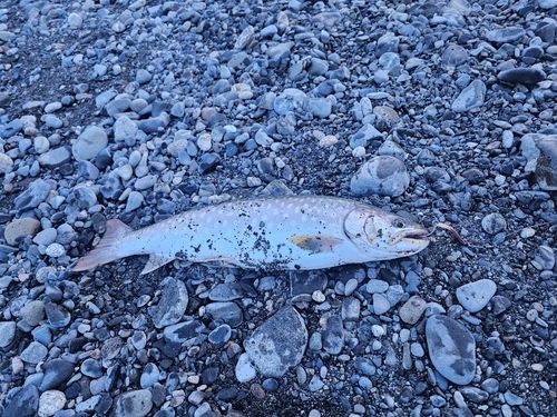 アメマスの釣果