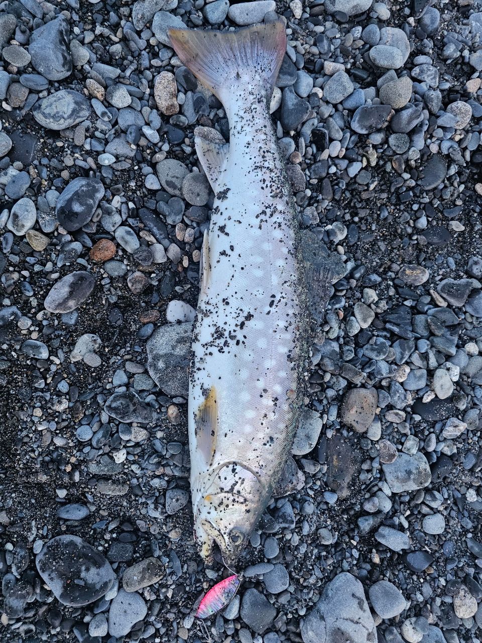アメマス