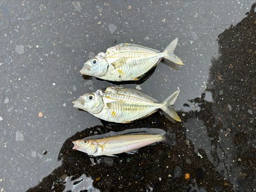 ヒイラギの釣果