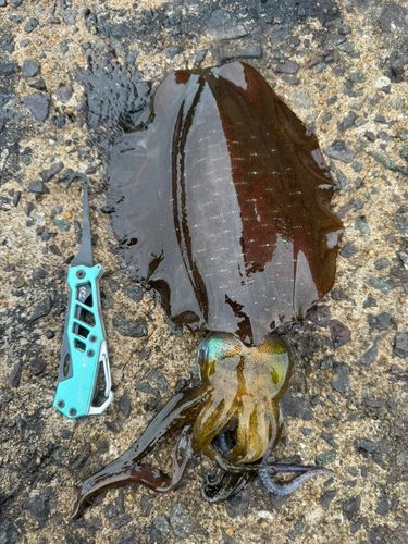 アオリイカの釣果