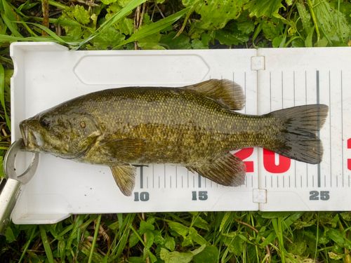 スモールマウスバスの釣果