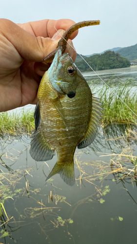 ブルーギルの釣果