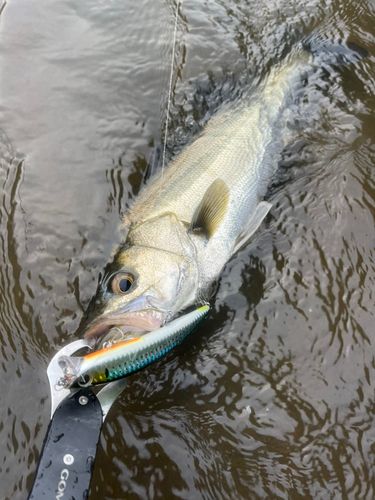 スズキの釣果
