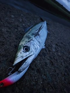 サゴシの釣果