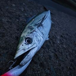 サゴシ