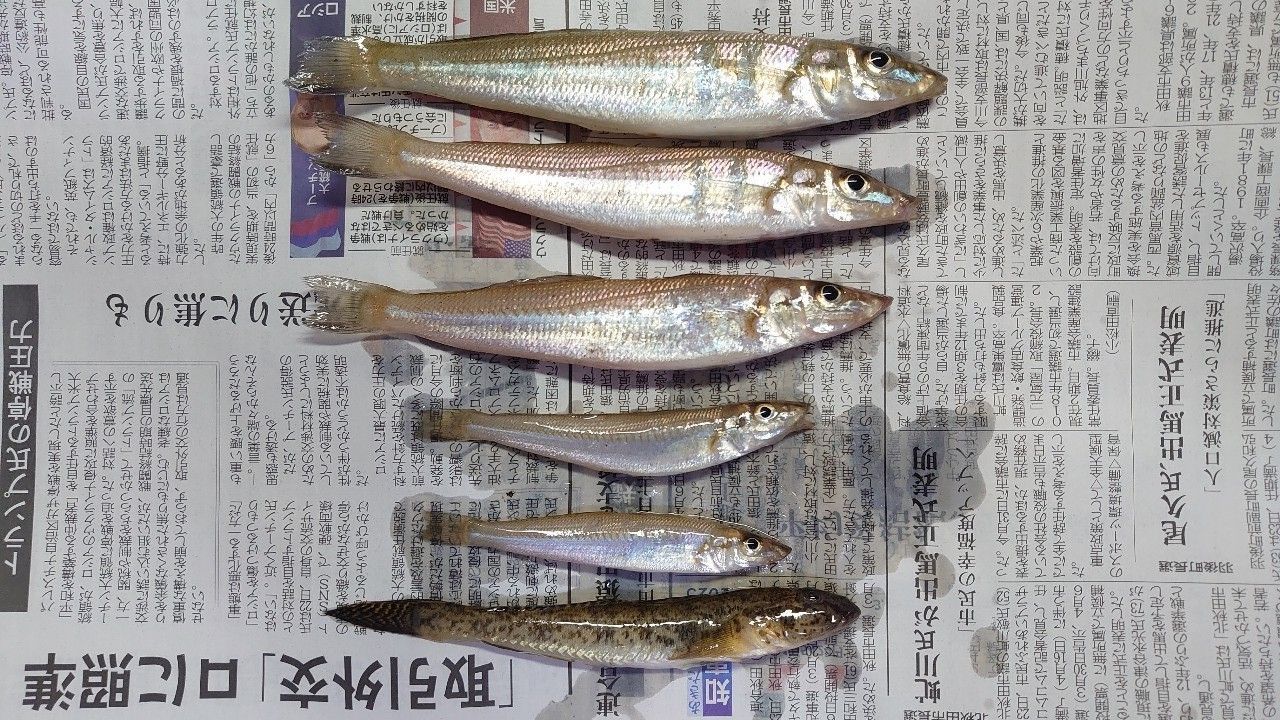 シロギス