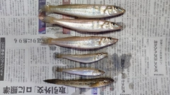 シロギスの釣果