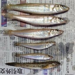 シロギス