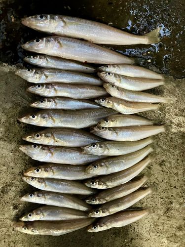 キスの釣果