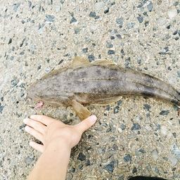 マゴチ