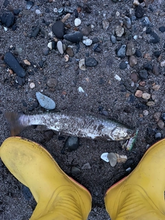 アメマスの釣果