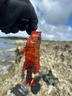 ニジハタの釣果