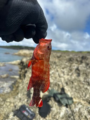 ニジハタの釣果