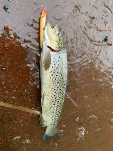 ブラウントラウトの釣果