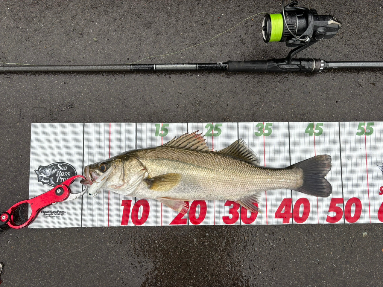 Amazon | ダイワ(DAIWA) ロッド 21 ラブラックス AGS 86ML