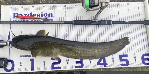 マナマズの釣果