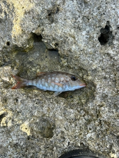 ホオアカクチビの釣果
