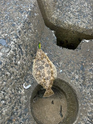 ヒラメの釣果
